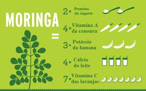 Moringa pode purificar a água e ainda combater a desnutrição pelo mundo Moringa pode purificar a água e ainda combater a desnutrição pelo mundo