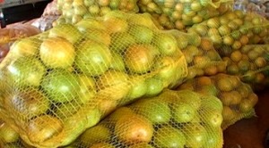 Indústria da laranja faz prospecção em MS para expandir produção de suco Estado deve ter área de cultivo ampliada e fábricas de suco. A citricultura ocupa a 16ª posição no ranking dos 29 produtos agrícolas cultivados em Mato Grosso do Sul.
Fotos: Aline Lira