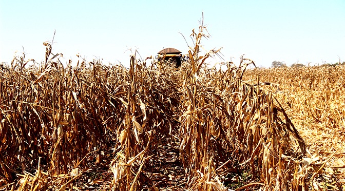 Colheita do milho em MS tem estimativa de safra recorde e expansão de mercados Área plantada foi de 1.918 milhões de hectares