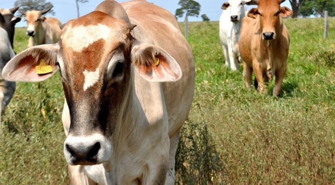 Comunicado da Embrapa Gado de Corte traz dicas de prevenção para pecuaristas Comunicado da Embrapa Gado de Corte traz dicas de prevenção para pecuaristas