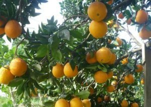 Indústria da laranja faz prospecção em MS para expandir produção de suco Indústria da laranja faz prospecção em MS para expandir produção de suco