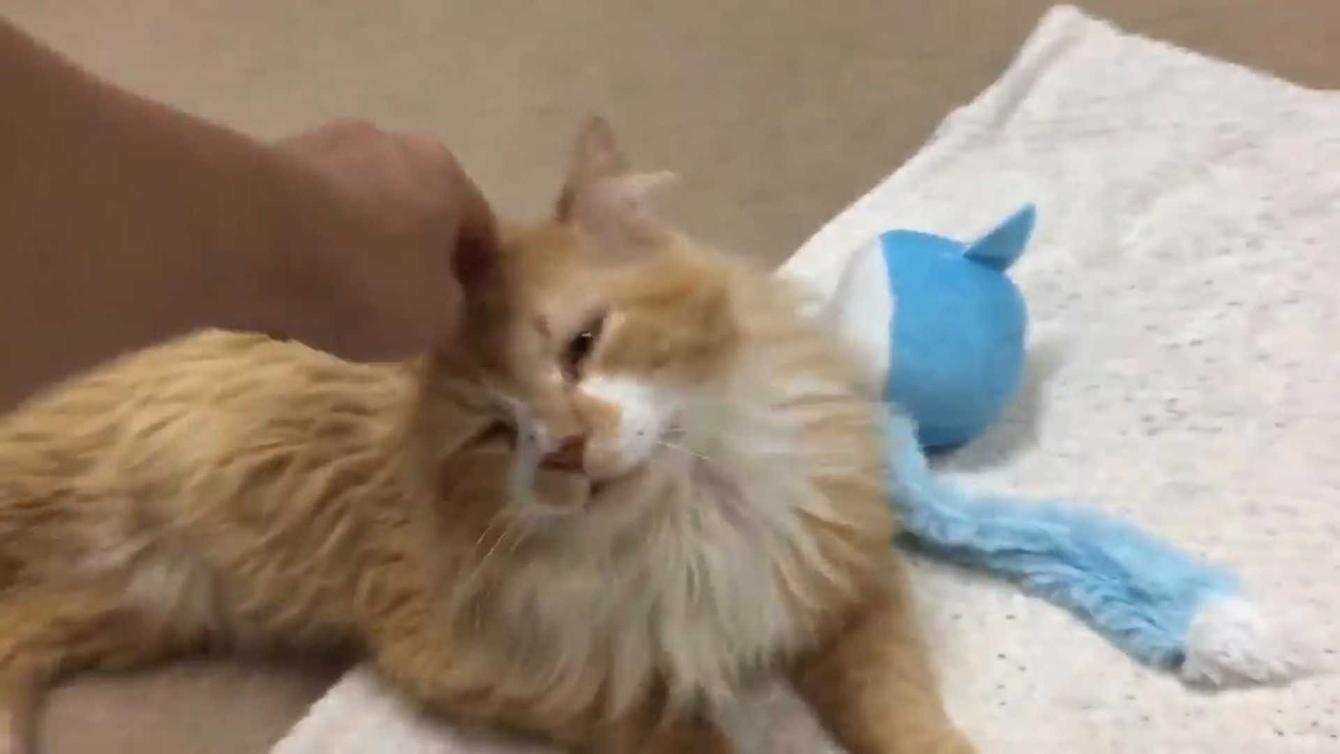 Gato anda quase 20 km para voltar aos donos que o queriam matar Gato anda quase 20 km para voltar aos donos que o queriam matar