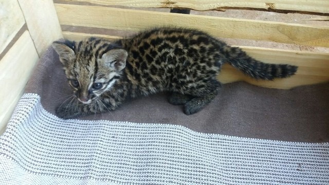 Filhote de Jaguatirica é encontrado em quintal de casa no interior Filhote de jaguatirica possivelmente se perdeu da mãe em MS, diz PMA (Foto: PMA/Divulgação)