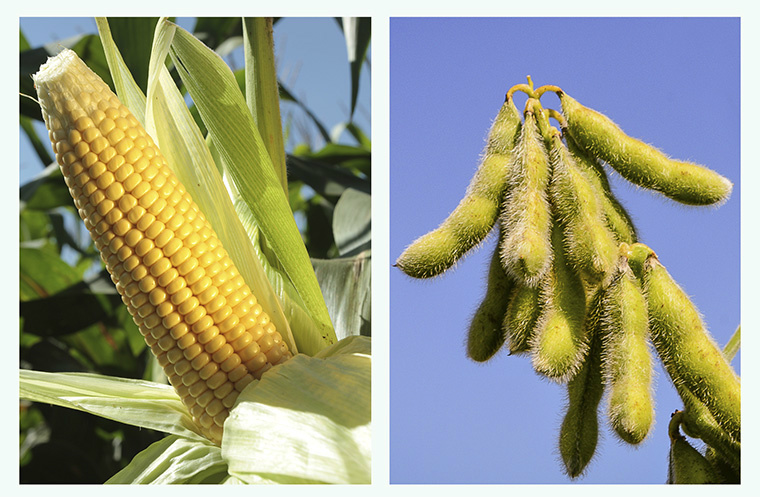 Preço do milho sobe 80%, enquanto que a soja avança apenas 5,2% em MS Foto:Reprodução