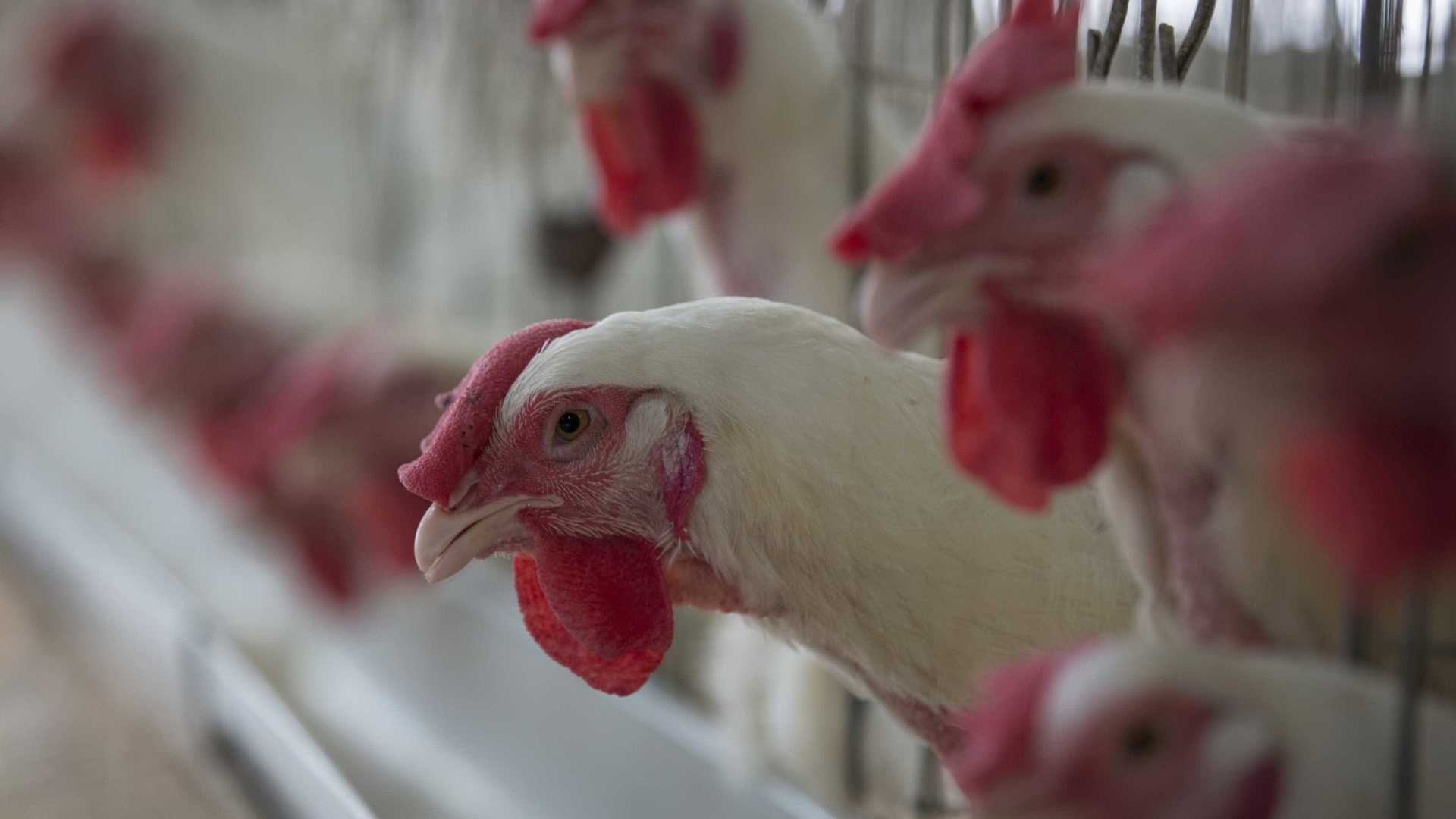 Ministério suspende exportação de frango de 3 frigoríficos da BRF