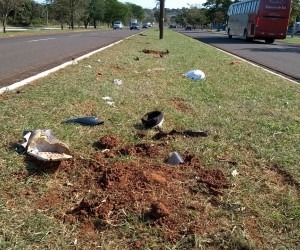 Em noite violenta, Capital teve nove roubos, duas mortes e uma prisão Foto: Bruno Hnerique