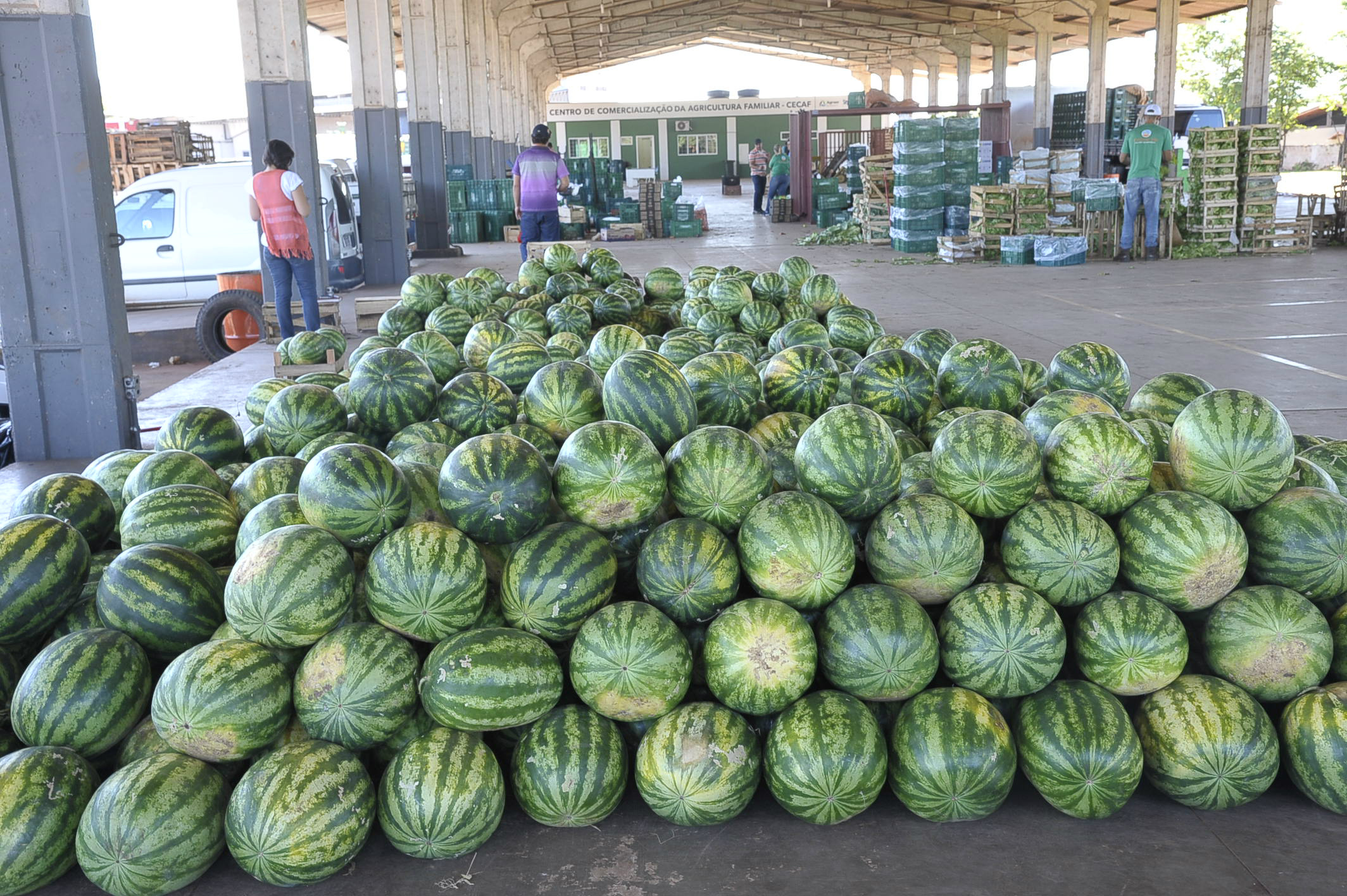 Em Bela Vista, produtor entrega 20 toneladas de melancia para a Cecaf Foto:Dunga