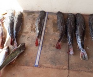 Pescadores são presos com 26 kg de peixe capturado ilegalmente Foto: PMA