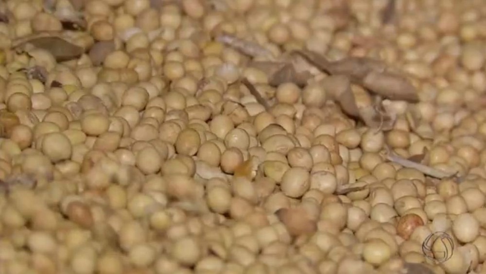 Em um ano, preço da saca de soja tem alta de 29,28% em MS Foto: Reprodução