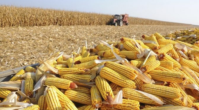 Mato Grosso do Sul deve colher 8,2 milhões de toneladas de milho em 2020