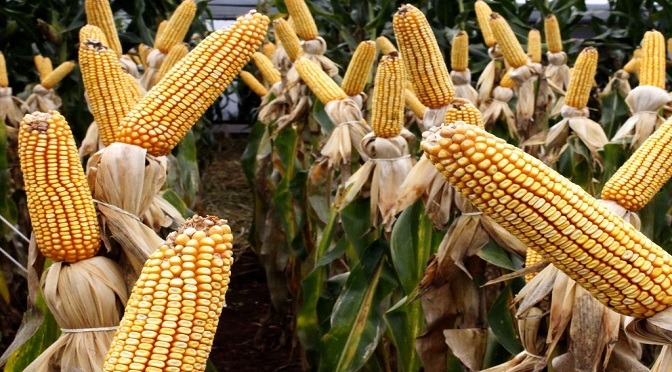Foto: Portal do Governo de Mato Grosso do Sul