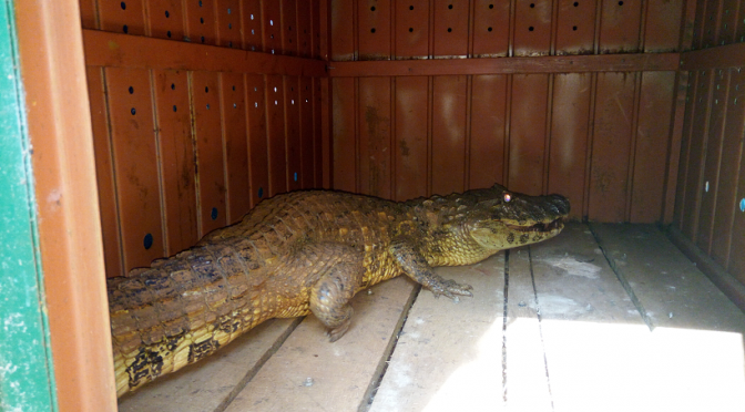 Homem é detido pela PRF transportando jacaré vivo