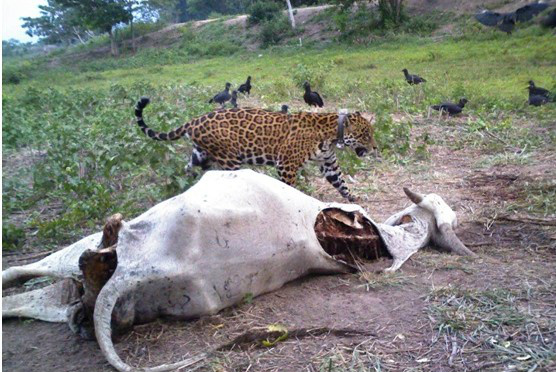 PMA discute a preservação da onça-pintada nas regiões pantaneiras PMA discute a preservação da onça-pintada nas regiões pantaneiras