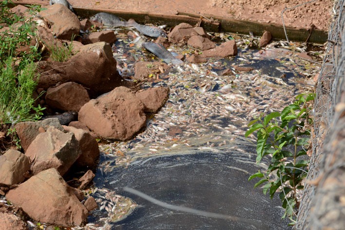 Peixes morreram por falta de oxigênio causada por produto Bruno Henrique