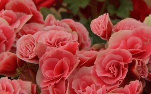 Presentes para o Dia das Mães têm variação de preço de até 117,90% Procon também pesquisou os preços das flores em Campo Grande e encontrou grande variação (Foto: Reprodução/TV Morena)
