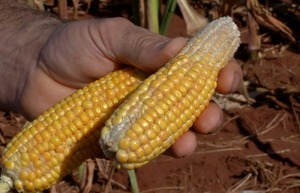Conab projeta redução de 7,5% na safrinha de milho em MS Agricultor mostra milho que não se desenvolveu por causa da falta de chuva em Mato Grosso do Sul (Foto: TV Morena/Reprodução)