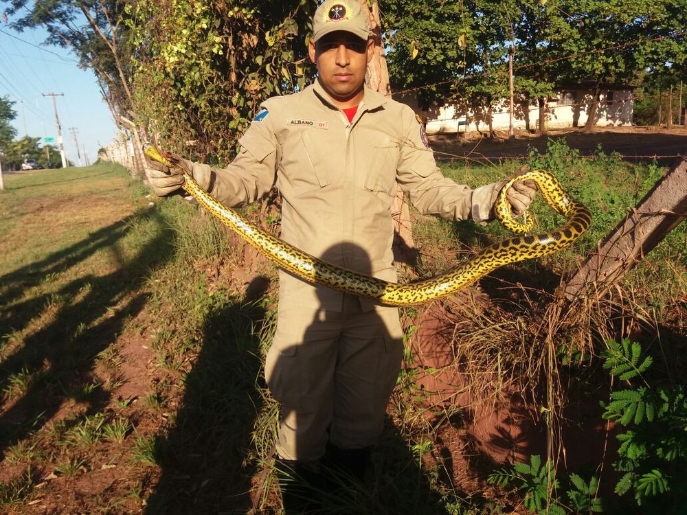Sucuri 'para o trânsito' em avenida de Corumbá Bombeiro com a cobra capturada em avenida de Corumbá (Foto: Corpo de Bombeiros/Divulgação)