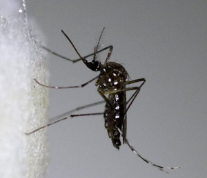 Além da dengue, o mosquito Aedes aegypti pode transmitir também a chikungunya (Foto: Reuters)
