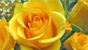 Rosas amarelas serão distribuídas no dia das mães Rosas amarelas serão distribuídas no dia das mães