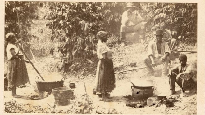 Abolição da escravidão em 1888 foi votada pela elite evitando a reforma agrária, diz historiador Escravos trabalham em uma plantação de café no Brasil. THE NEW YORK PUBLIC LIBRARY