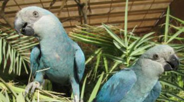 Acordo entre ICMBio e ONG alemã reintroduzirá ararinha-azul no Brasil A ararinha-azul está extinta em seu habitat natural desde 2000 - ICMBio/Direitos Reservados