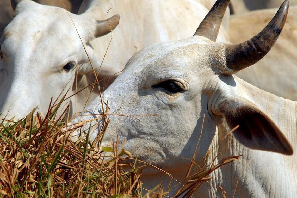 Novo sistema vai agilizar atendimento de emergências veterinárias Novo sistema vai agilizar atendimento de emergências veterinárias