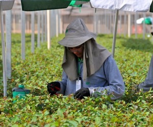Funcionária trabalha em viveiro de mudas de eucalipto de fábrica de celulose de Três Lagoas - Valdenir Rezende