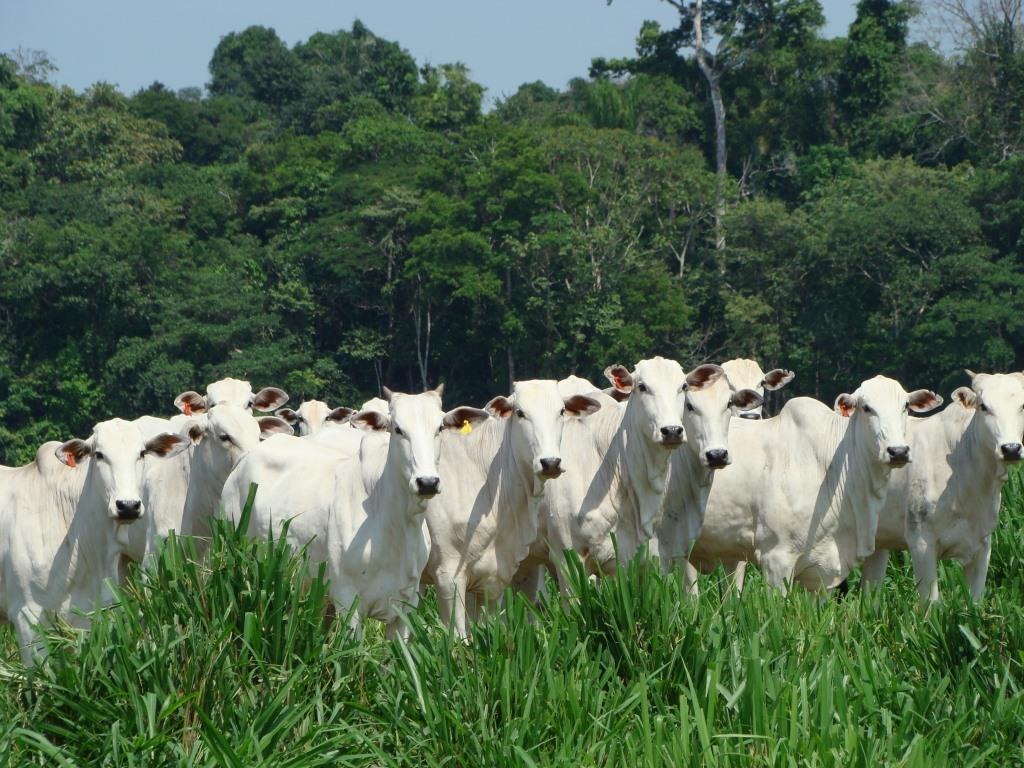 MS: Programa ABC Cerrado abre vagas para capacitações de produtores rurais