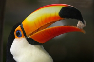 O Pantanal representa o Brasil no concurso e, até o momento, é o terceiro colocado (atrás somente das Ilhas Galápagos e Costa Rica) na lista que vai consolidar os “10 melhores lugares para os animais selvagens” (Foto: Divulgação