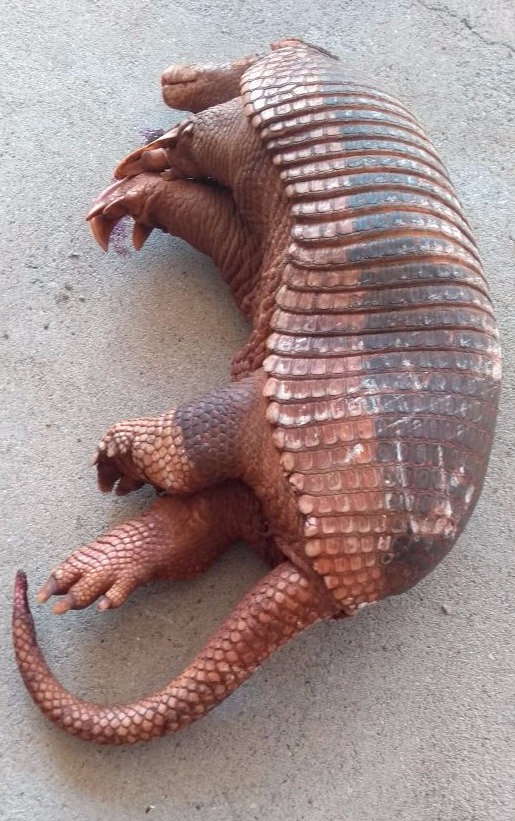 Ambiental encontra tatu de 36 quilos atropelado em rodovia Ambiental encontra tatu de 36 quilos atropelado em rodovia