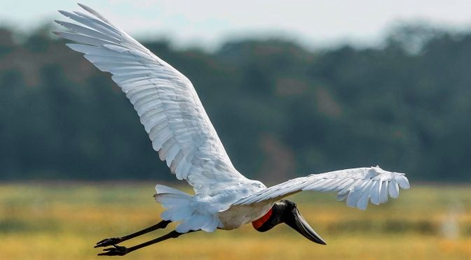Turismo de MS presente na maior feira de Observação de Aves da América Latina Turismo de MS presente na maior feira de Observação de Aves da América Latina