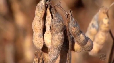 Mais da metade da área plantada com soja em Mato Grosso do Sul já foi colhida, aponta entidade MS já colheu mais da metade da área de soja desta safra, que deve atingir os 8,736 milhões de toneladas (Foto: Reprodução/TV Morena)