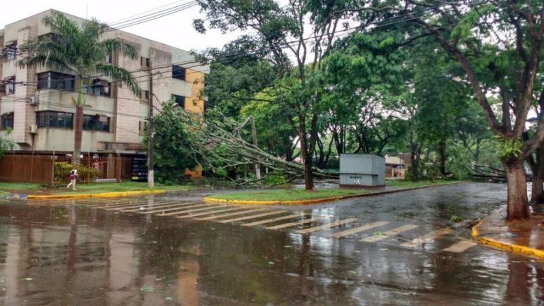 Chuva com fortes ventos derrubam árvores em Dourados