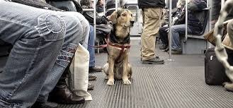 Lei que regula transporte de animais em viagens intermunicipais poderá sofrer alteração Lei que regula transporte de animais em viagens intermunicipais poderá sofrer alteração