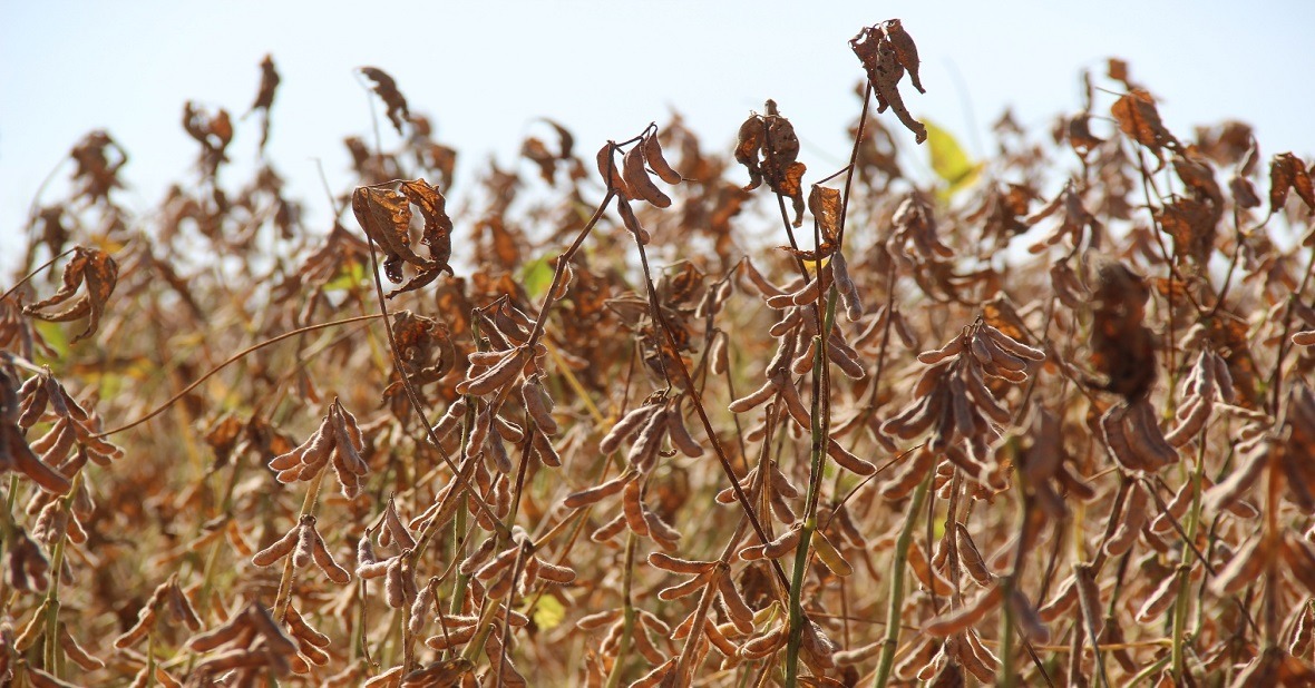 Iagro fecha relatório da fiscalização do vazio sanitário em Mato Grosso do Sul Iagro fecha relatório da fiscalização do vazio sanitário em Mato Grosso do Sul