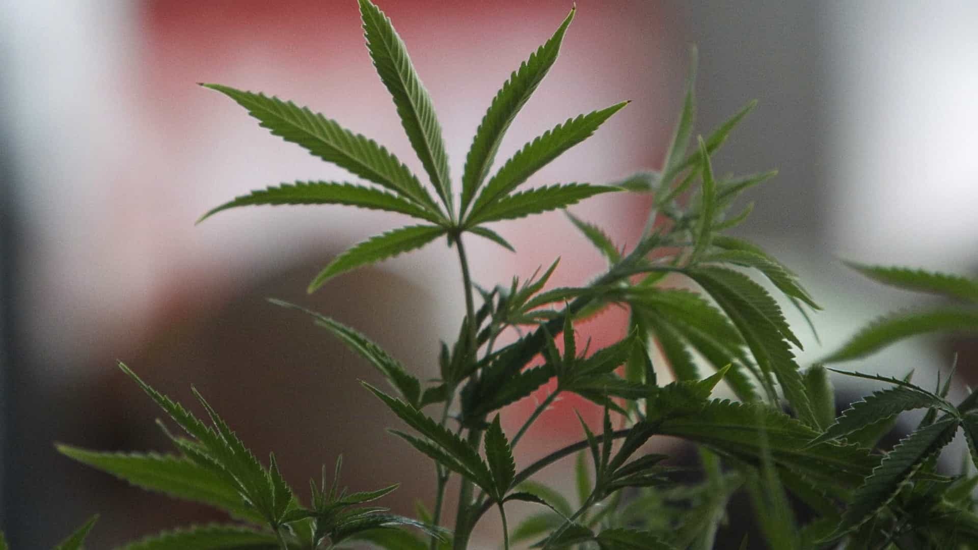 Anvisa quer regulamentar maconha para uso farmacêutico e científico Pixabay