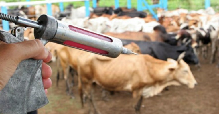 Brasil recebe certificação de país livre da febre aftosa com vacinação Brasil recebe certificação de país livre da febre aftosa com vacinação