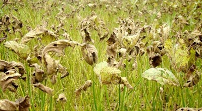 Monitoramento constante das lavouras de soja é obrigatório e fundamental para controle da ferrugem asiática