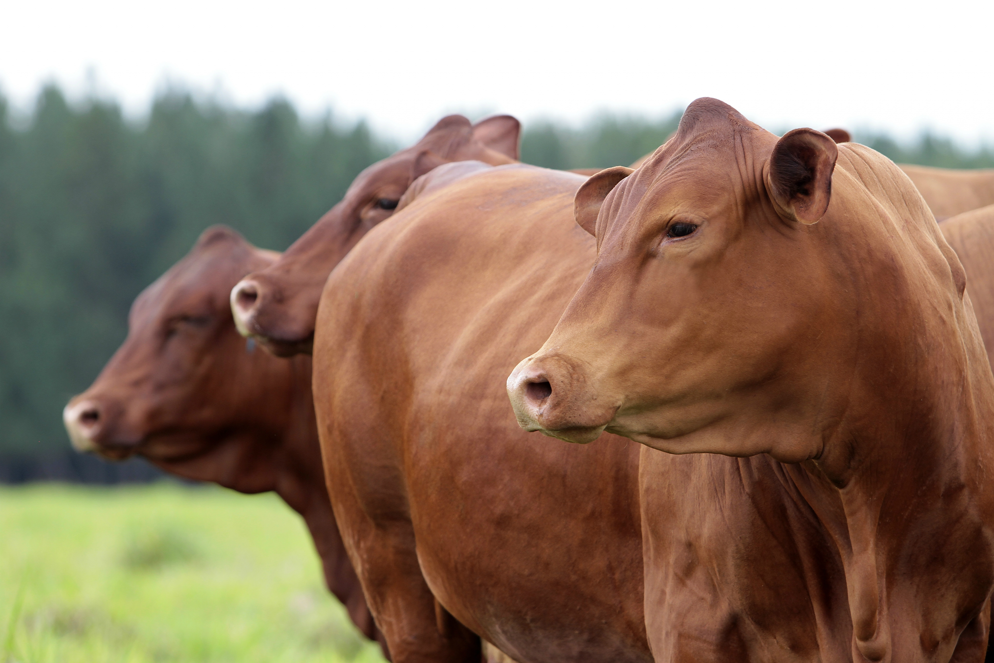 Mulheres de todo o país participam de encontro sobre raça Senepol em CG O criatório Senepol CMI realiza o II Encontro Mulheres do Senepol em Campo Grande (Foto:Divulgação)