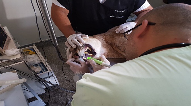Onça recebe tratamento odontológico para tratar fratura no dente e gengiva inflamada Onça recebe tratamento odontológico para tratar fratura no dente e gengiva inflamada