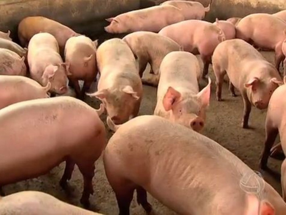 Alimentação de suínos em MS não é suficiente e instinto dos animais é o canibalismo (Foto: Reprodução)