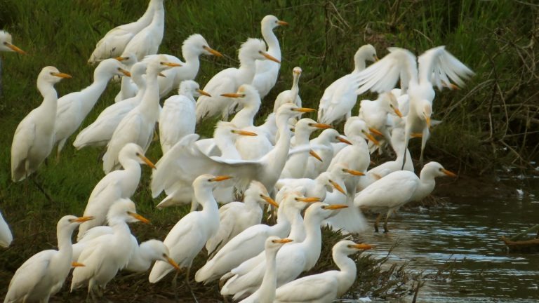 MIS terá exposições, filmes e lançamento do Catálogo de Aves de Campo Grande MIS terá exposições, filmes e lançamento do Catálogo de Aves de Campo Grande