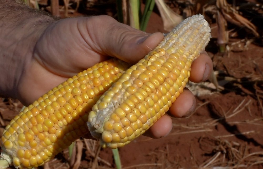 Aprosoja revisa para baixo estimativa de produção de milho 'safrinha' em MS Agricultor mostra milho que não se desenvolveu por causa da falta de chuva em Mato Grosso do Sul (Foto: TV Morena)