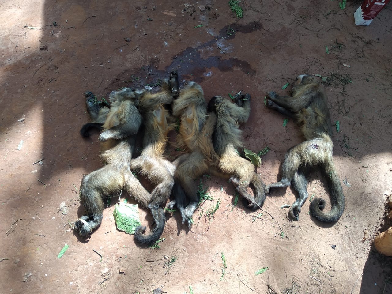 Macacos são encontrados mortos a tiros e possivelmente envenenados