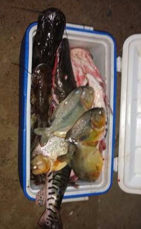 Dupla é presa após ser flagrada com carga irregular de peixes