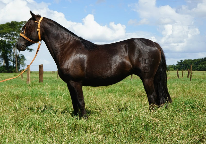 Leilão de Cavalos Crioulos Genética Aditiva & Convidados será sexta-feira Balzaquiana do Salimar, imponente e bela égua preta, domada no serviço da fazenda, possui linhagens muito funcionais em sua genealogia(Foto:Divulgação)