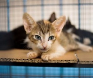 50 animais, entre gatos e cachorros, estão disponíveis para adoção - Elivelton Almeida