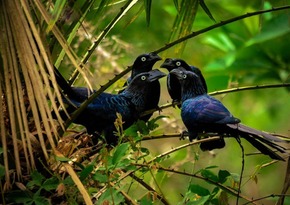 MIS e parceiros promovem atividades alusivas à Semana do Meio Ambiente A exposição coletiva Aves da Cidade reúne 16 fotógrafos. Foto: Bolivar Porto