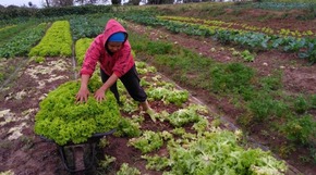 Fotos: Agraer / Semagro

Sancionada em 9 janeiro deste ano, a Lei n.º 13.606 estende o prazo até o dia 31 de julho para que o agricultor familiar se inscreva na DAU e, posteriormente, faça o pagamento até o dia 27 de dezembro. As pendências são referentes à compra de terras pelo PNCF e Banco da Terra.

