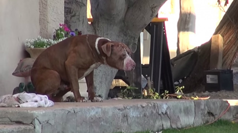 Pit Bull abandonado é salvo por gatos Pit Bull abandonado é salvo por gatos